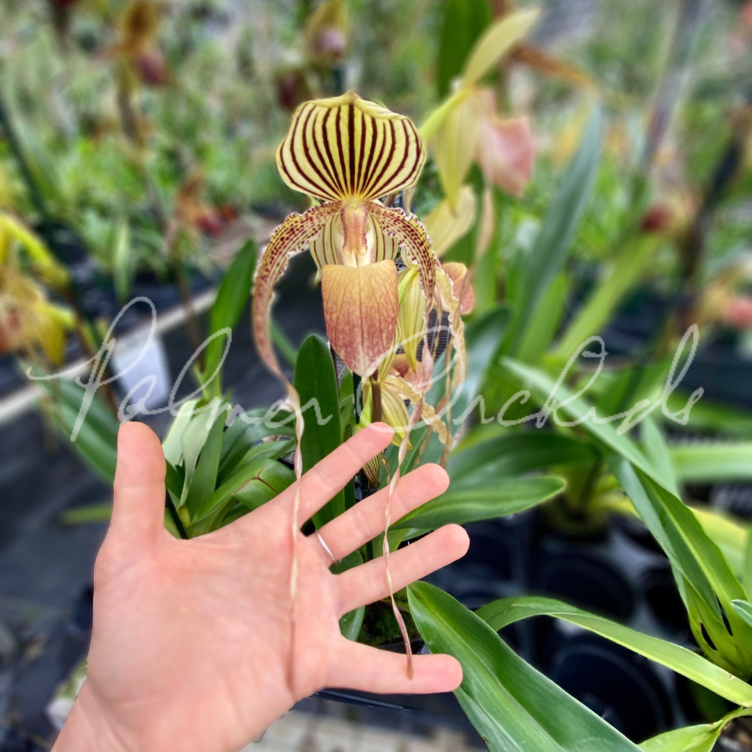 洋蘭 1484 フラスコ Paph. rothschildianum x sib. 花 ラン 【公式通販】